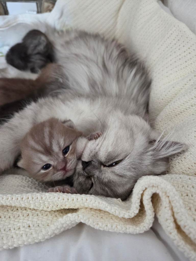Beautiful Kittens For Sale.