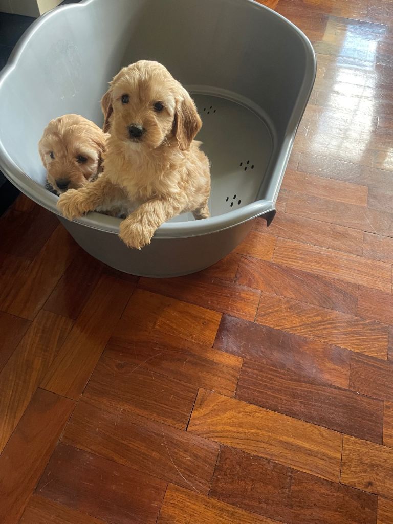 F1 Apricot Cockapoo pups | in Newry, County Down | Gumtree