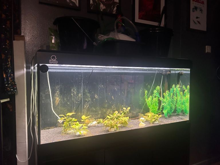 Fluval roma 240L Fish Tank with Stand and Accessories