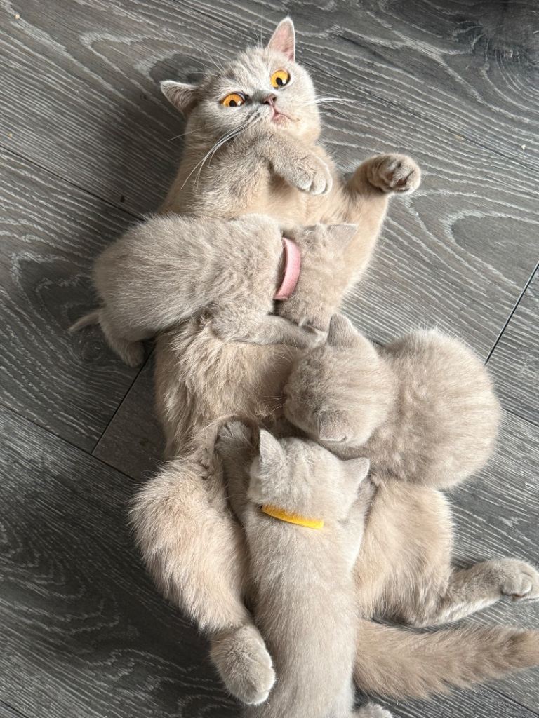 British shorthair Kittens 