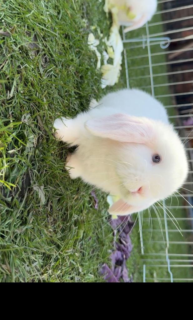 White blue eyed mini lop rabbits 50 each