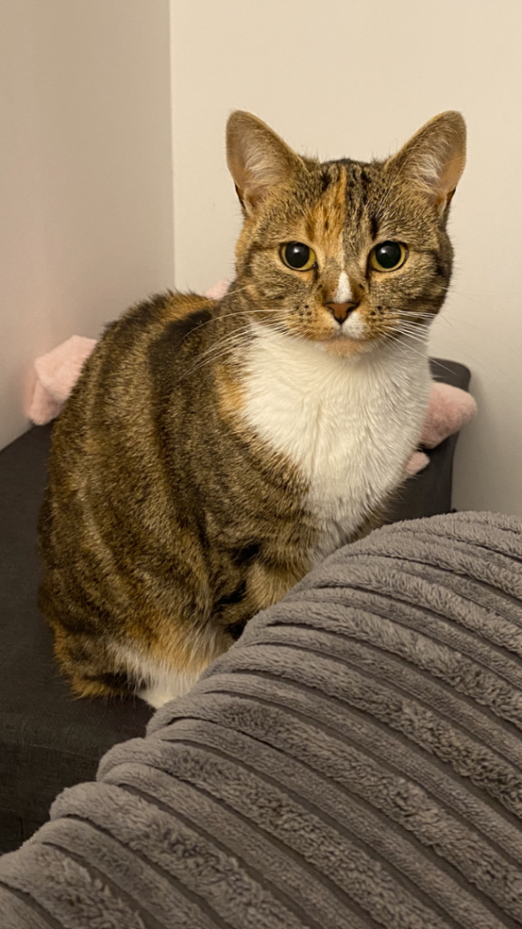 Tabby cross tortoiseshell cat 