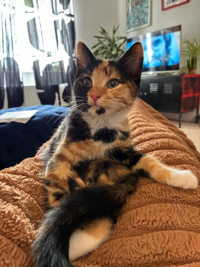 ABSOLUTELY ADORABLE CALICO KITTENS
