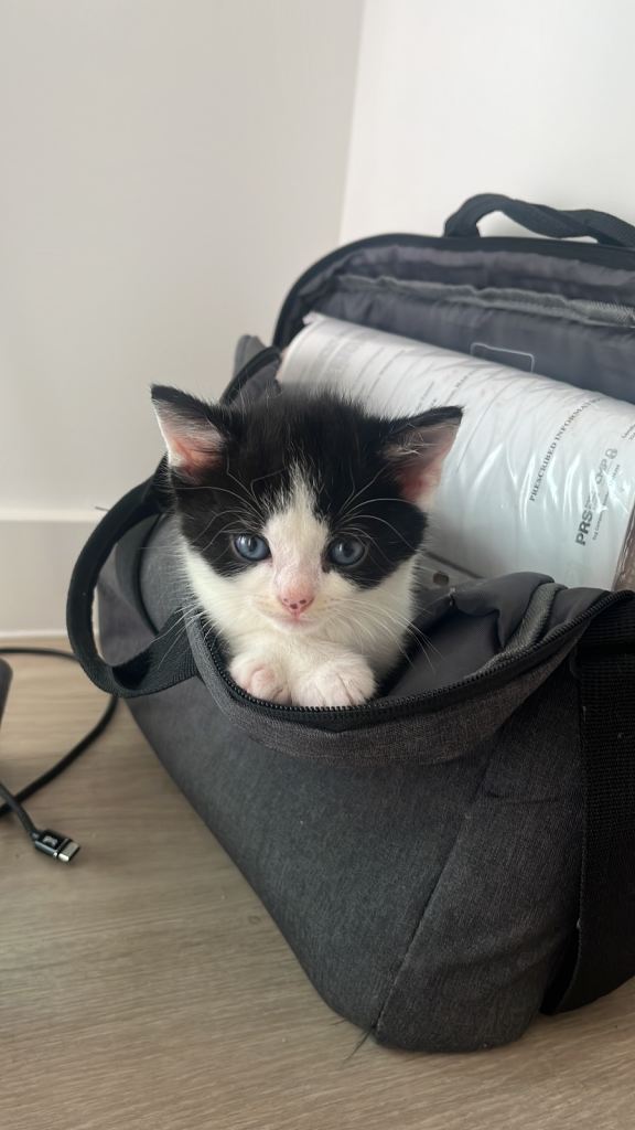 Kittens ready to go!