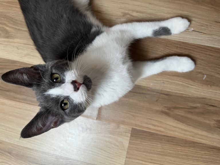 Cat for sale💕