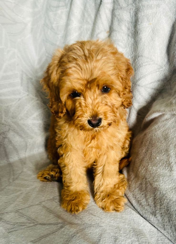 F1b cockapoo puppies 