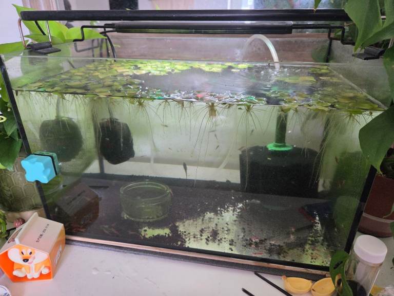 5 gallon fish tank