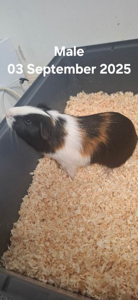 Guinea pigs