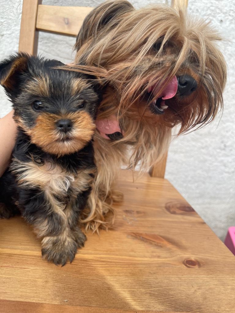 Yorkshire Terrier puppy