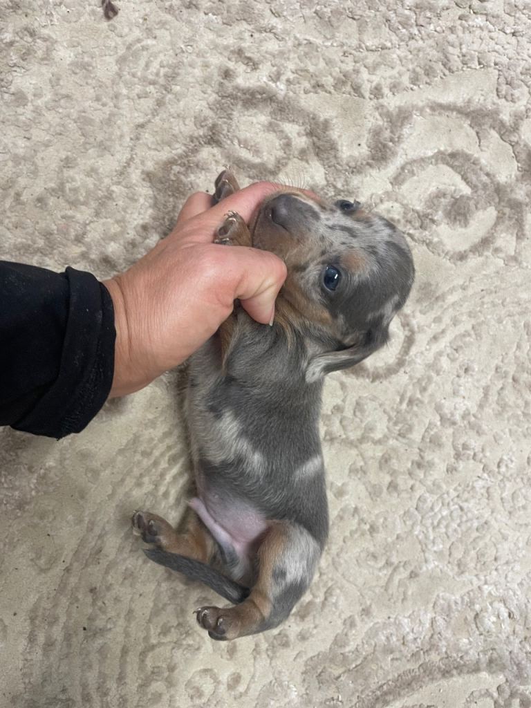 Miniature dachshunds