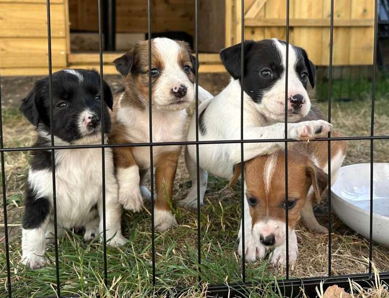 Mixed breed puppies