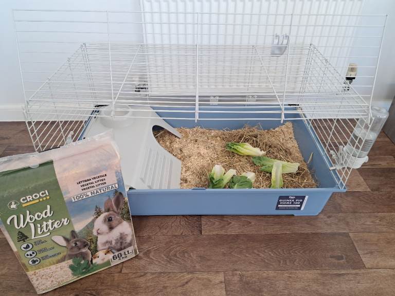 2 Lovely Male Guinea Pigs with Cage & Accessories 
