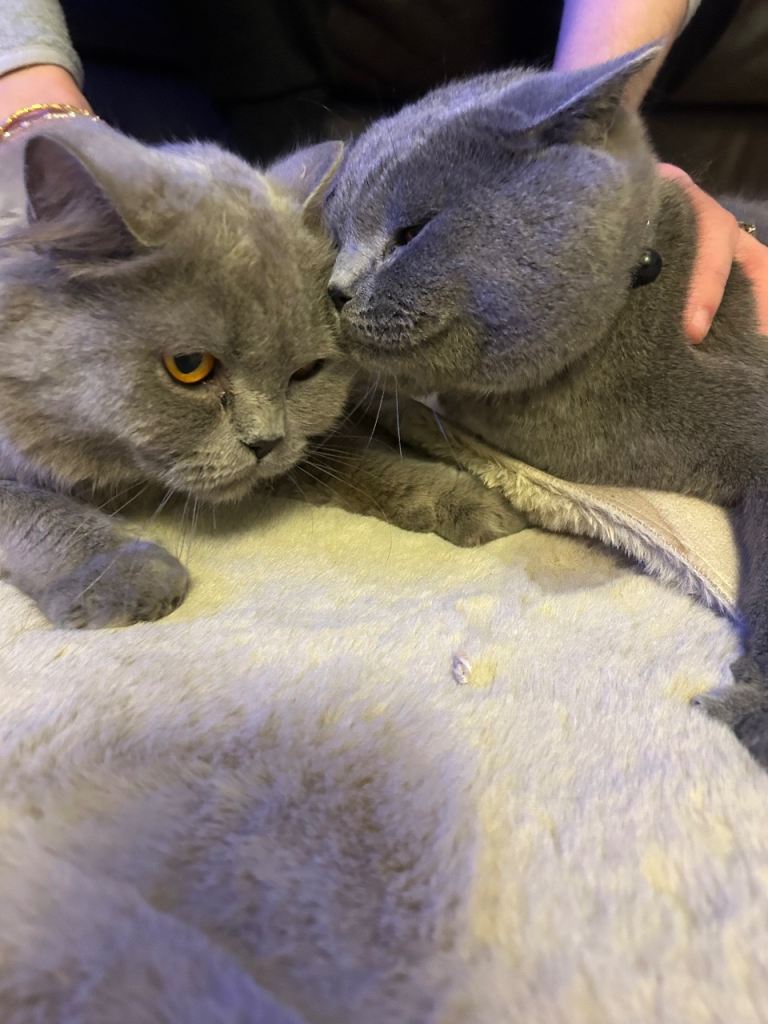 💙 Male and Female British Shorthair 🩷 (Price below is for both cats)