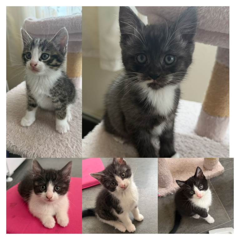 5 Kittens for sale