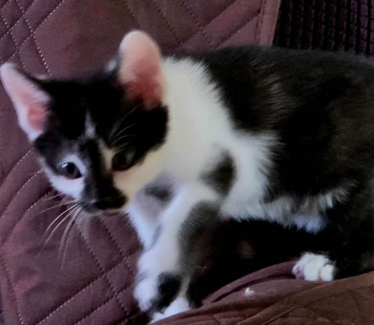 kitten for sale 