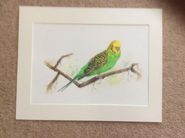 Original watercolour of a green budgie 