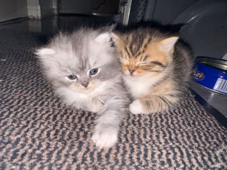 2 kitten litter persian breed and short hair mix (350 each)