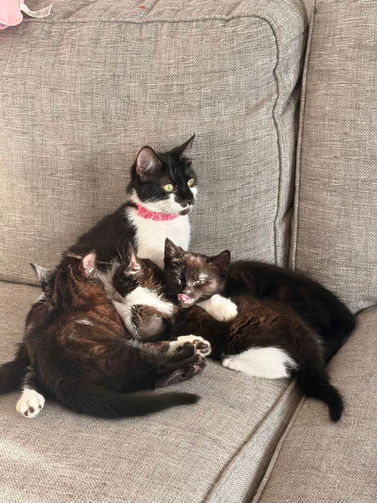 Kitten's 