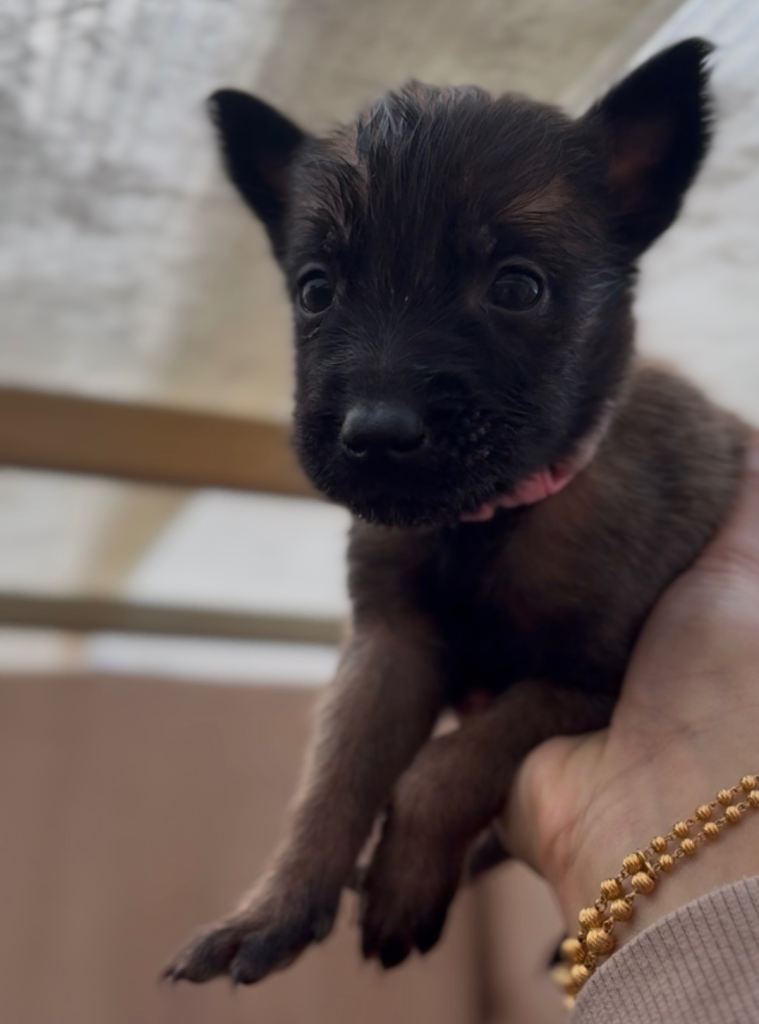 Dutch malinois puppies - 13/12/2025 ready 
