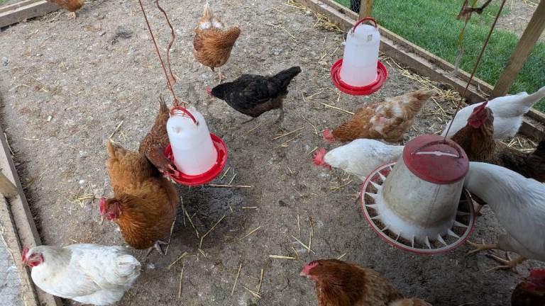 12 Good laying hens chickens mix breed 1 Cockrel 