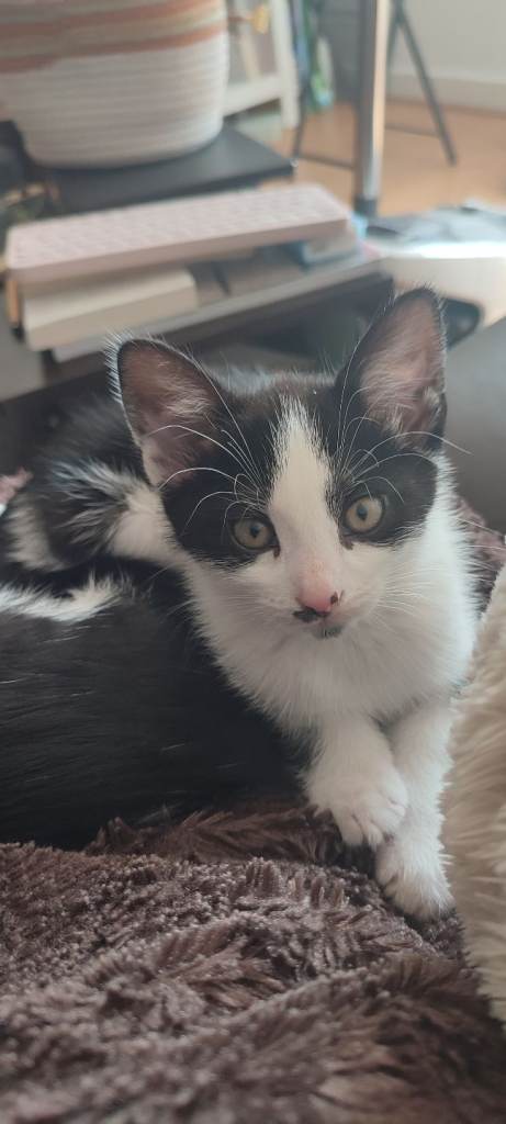 Tuxedo Kitten - Mari