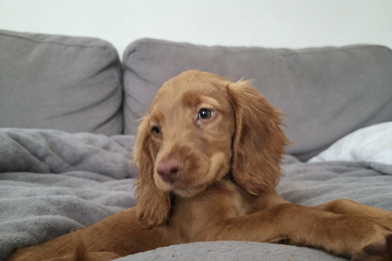 Beautiful Red working English Cocker Spaniel 💛