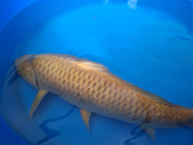 Koi and goldfish, pond fish for sale