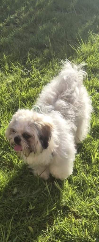 Lovely male Shih Tzu 
