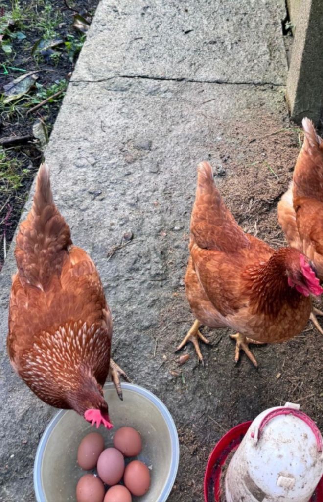 £15 chickens - layers hens