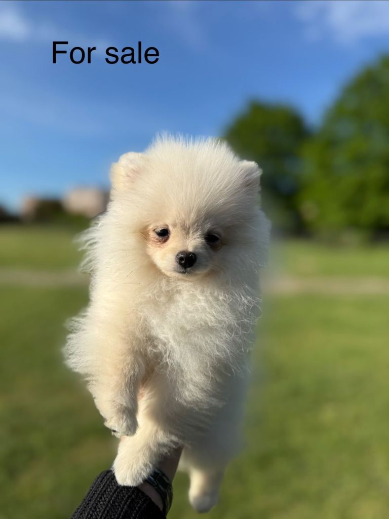 Pomerian 