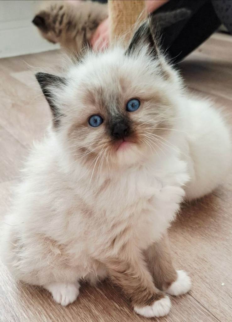 Ragdoll kitten