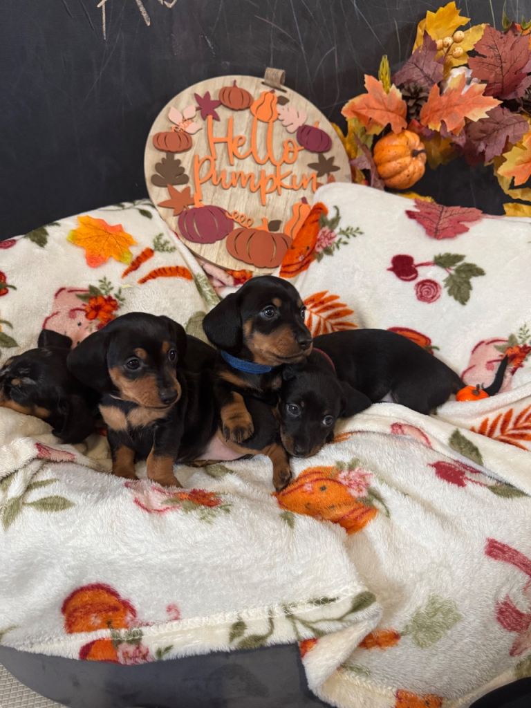 Miniature Dachshund