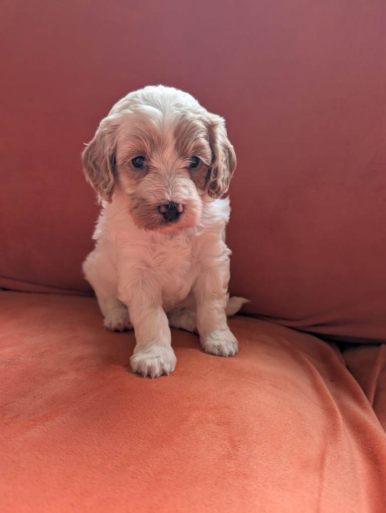 Toy Cavapoo Puppies Ready 13th July 