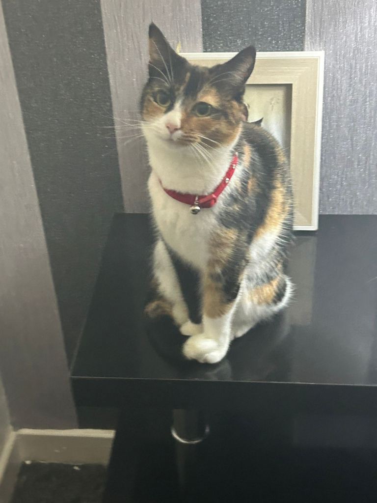 cat female