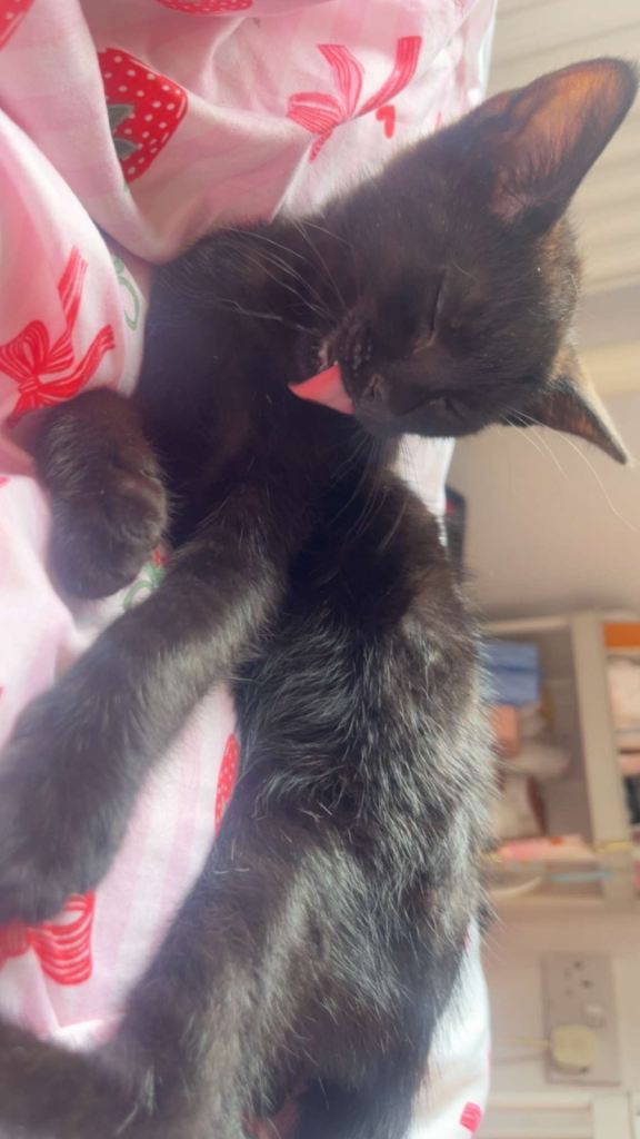 Black kitten
