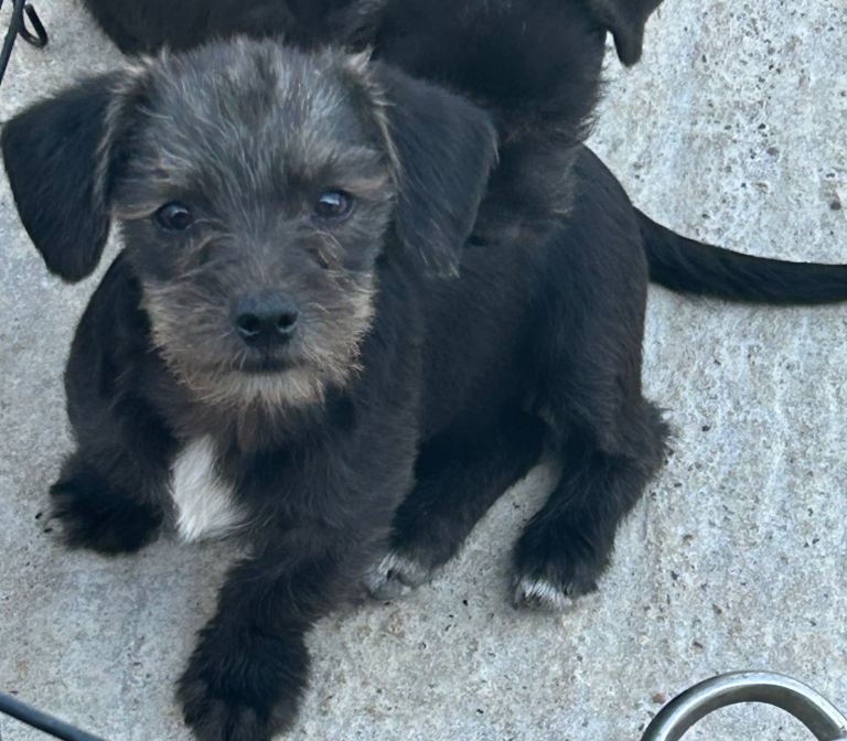 Gorgeous  Jackapoo cross pups 