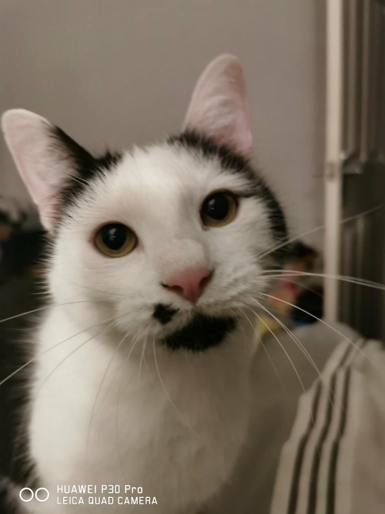 Mixed breed - loving kitty 