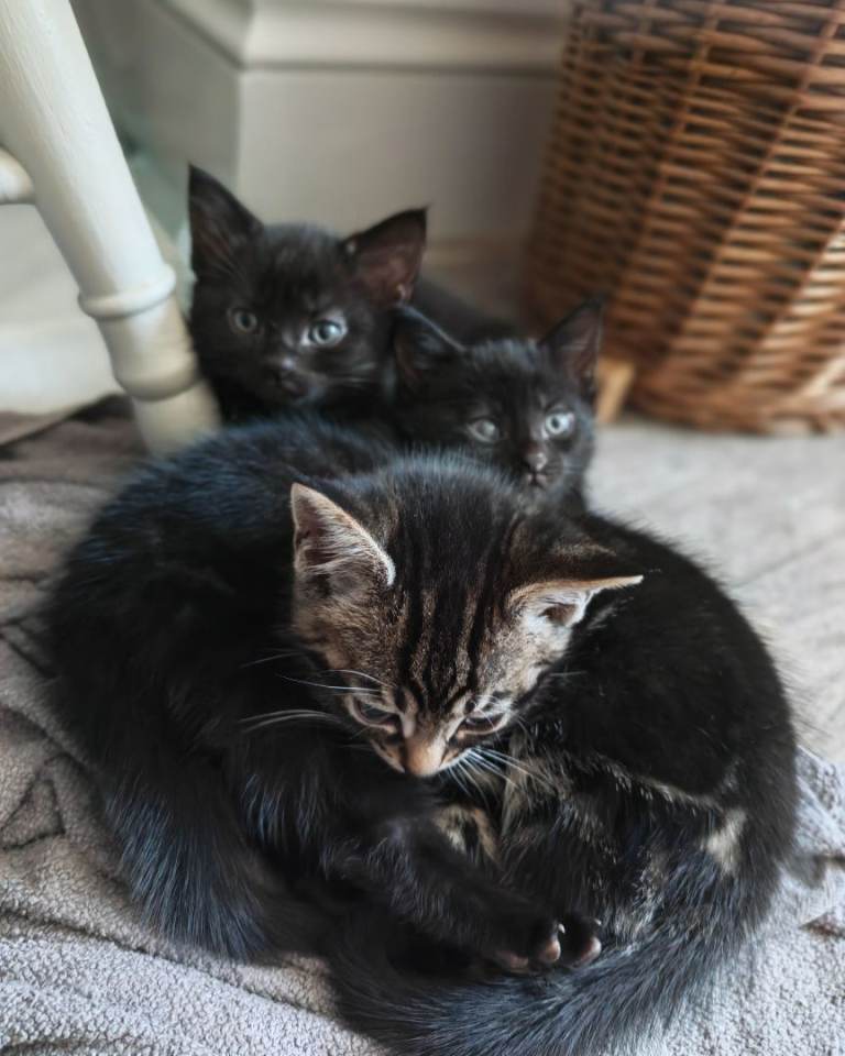 X2 Bengal Cross Kittens 8 Weeks Old