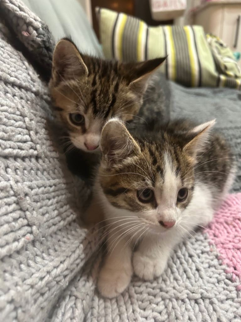 2 ADORABLE KITTENS 🐈🐈