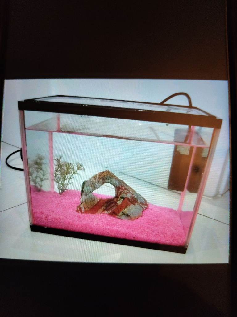 Small fish tank