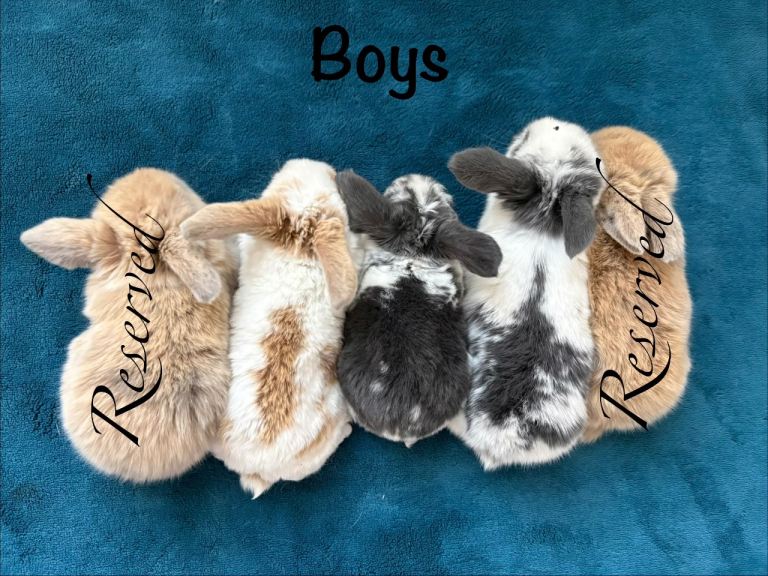 Baby Mini Lops (Ready 17/09)