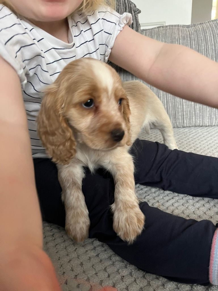 Cocker spaniel bitch 