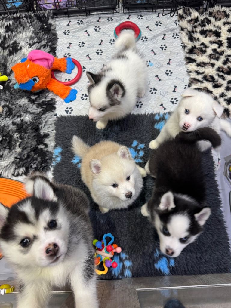 READY TO LEAVE - F2 Pomsky Puppies