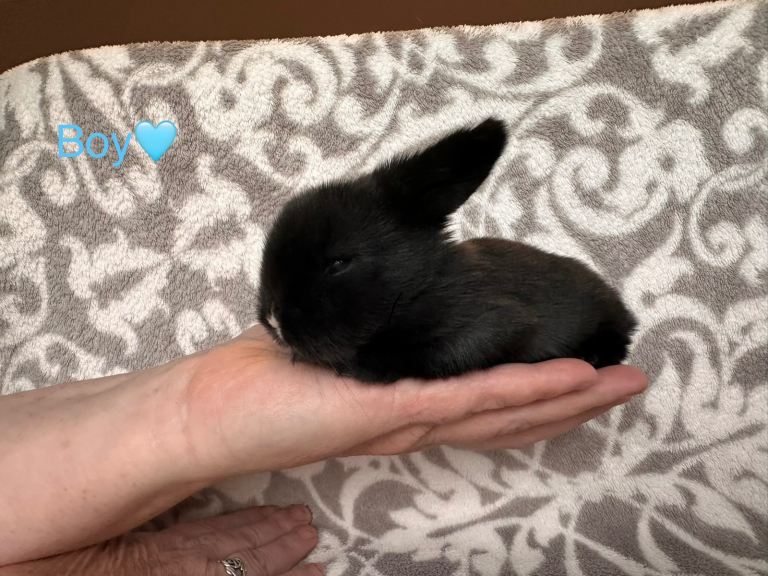 Mini lop bunnys