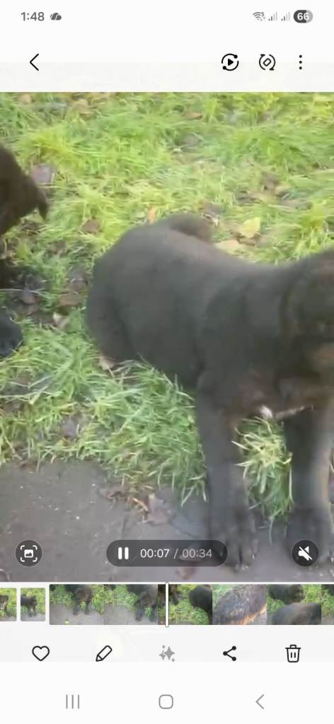 Black German shepherd puppies