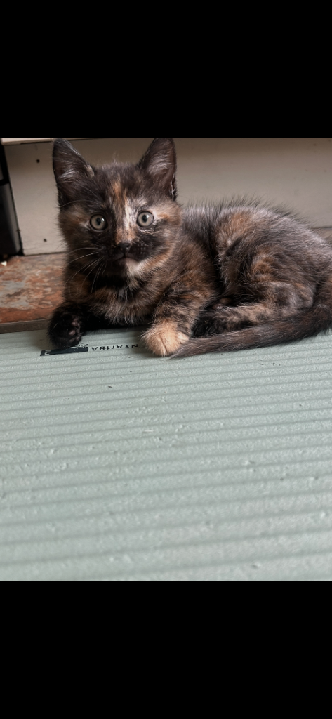 Kittens 