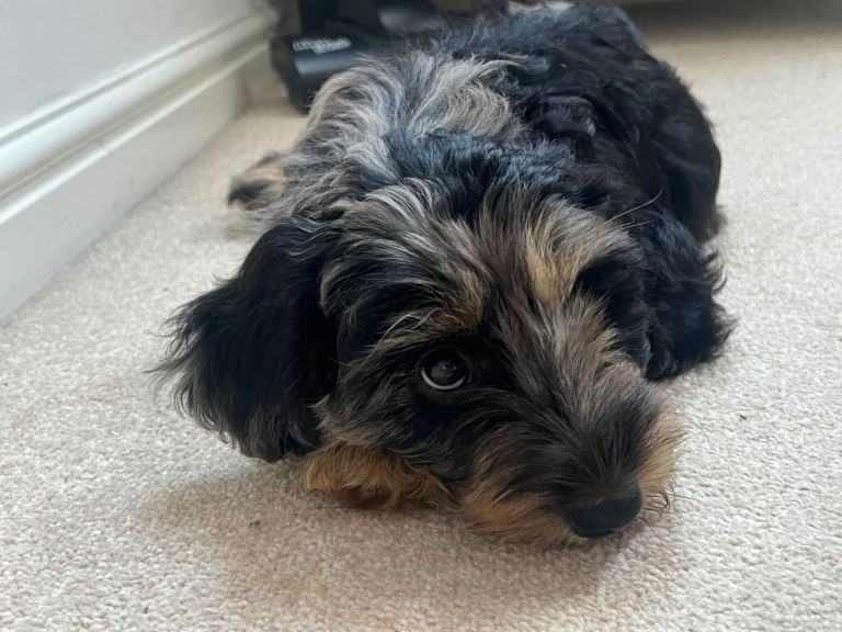 Show Type Cockapoo