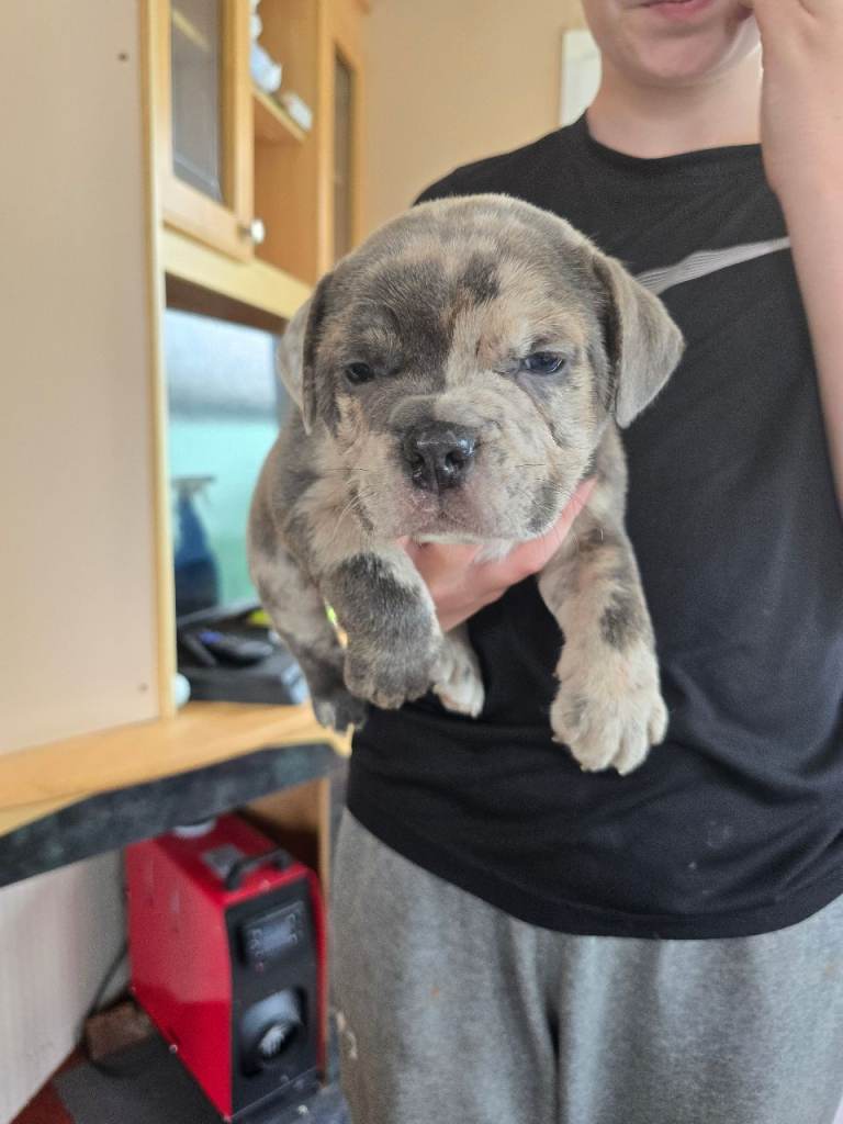 British bulldog cross staff pups 