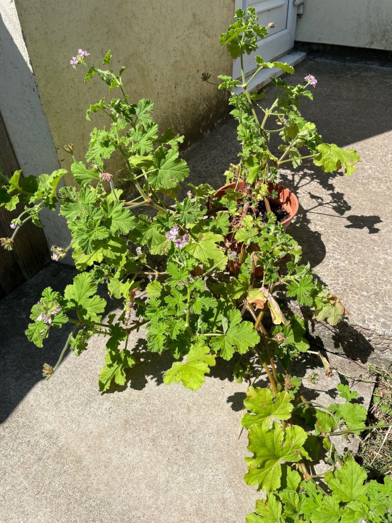 Large Pelargonium Plant in Pot - 2 left