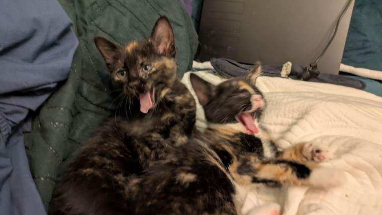 2 British short hair kitten tortoise shell